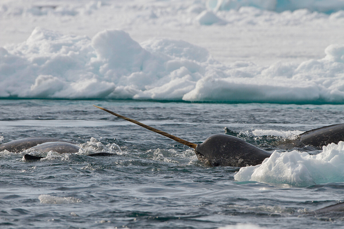 Seekor narwhal muncul dari balik es terapung di Admiralty Inlet, Pulau Baffin, Nunavut, wilayah Arktik Kanada.