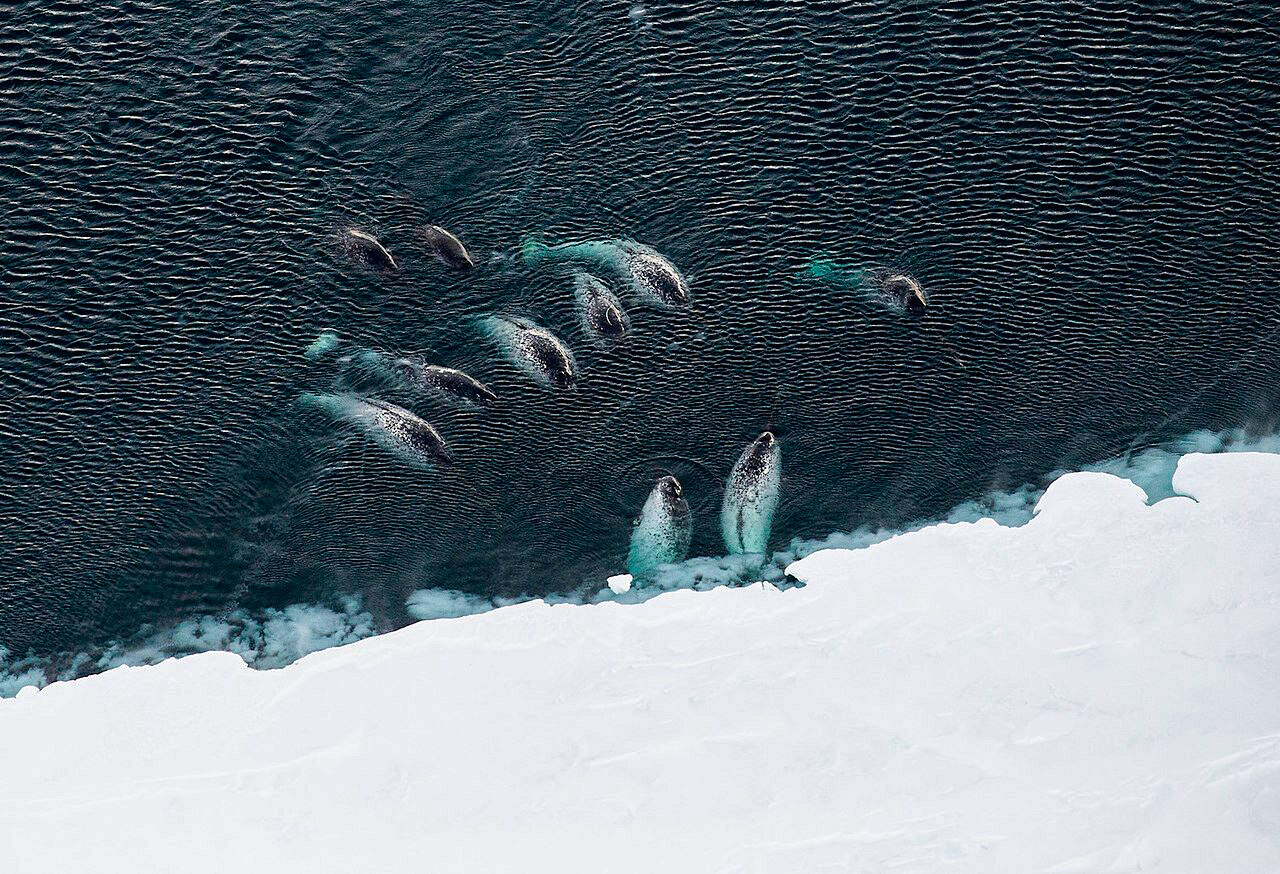 Para peneliti dari proyek Narwhal Legenda Arktik mencatat 30 ekor narwhal di dekat Kepulauan Karl-Alexander selama pengintaian udara pada Juni 2019.