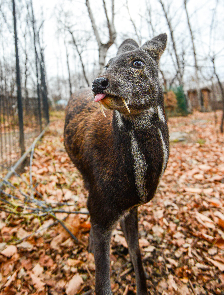 Cinq faits sur le porte-musc de Sibérie, cet étonnant «cerf-vampire ...