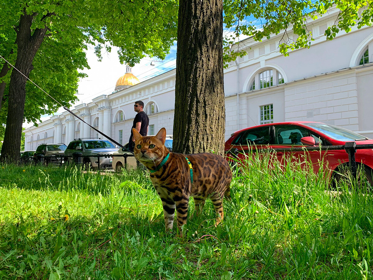 Simba is searching for the tastiest grass.