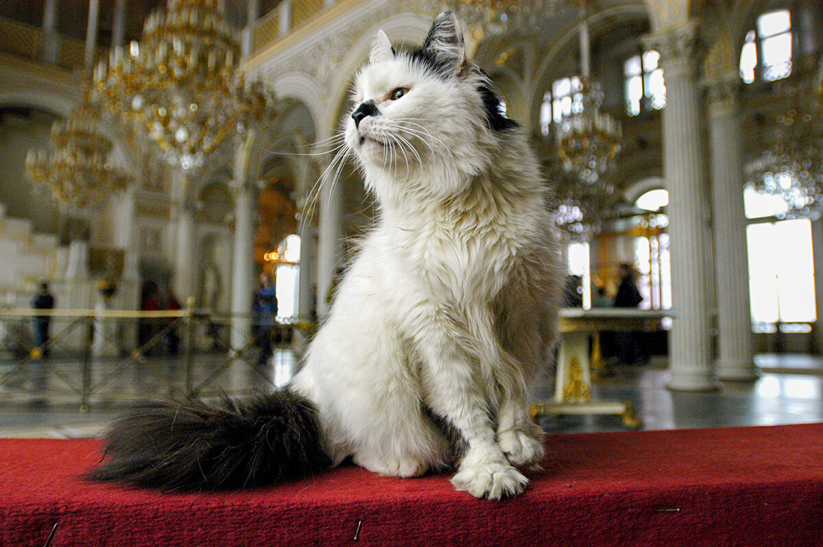 Mačka v Ermitažu, Sankt Peterburg