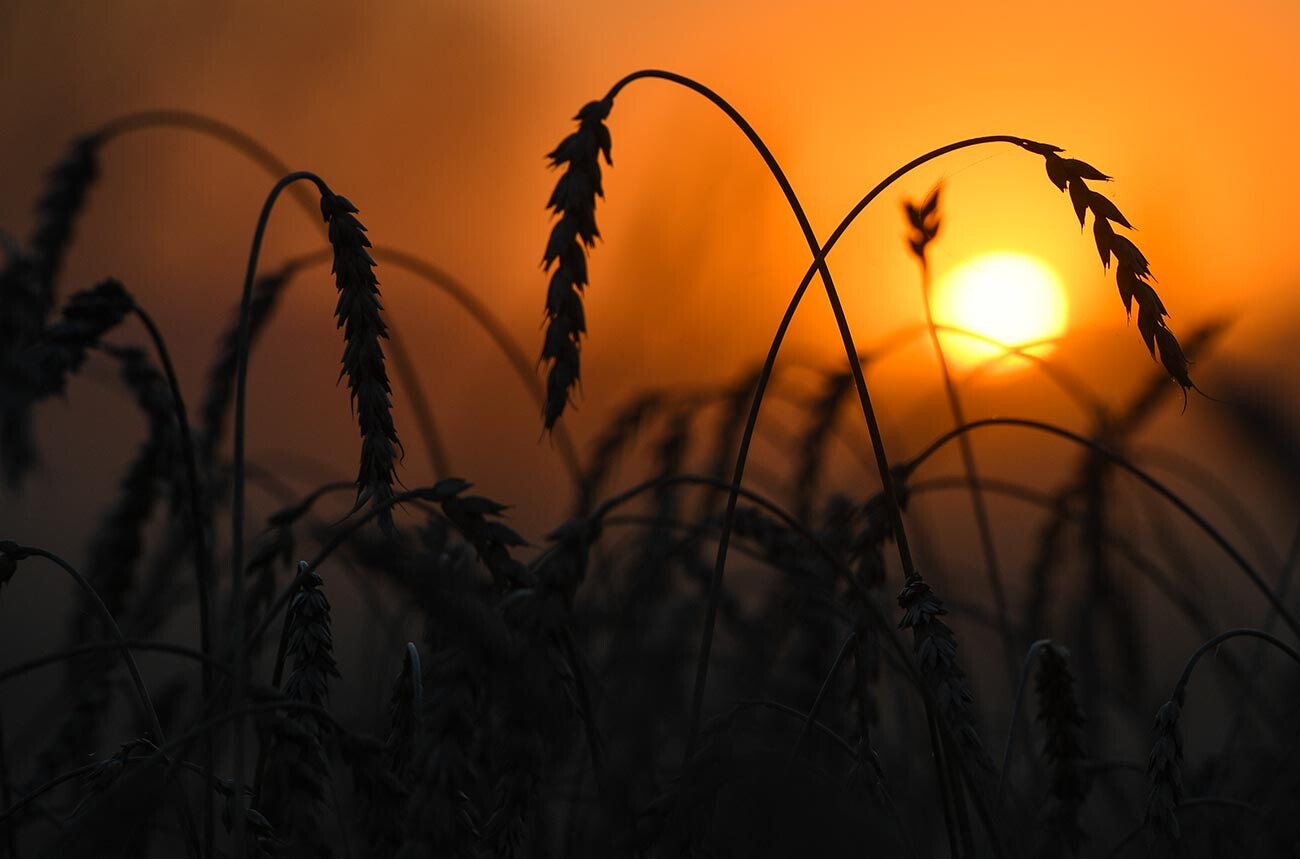 シベリアの夕陽の中に穂を垂れる麦のシルエット