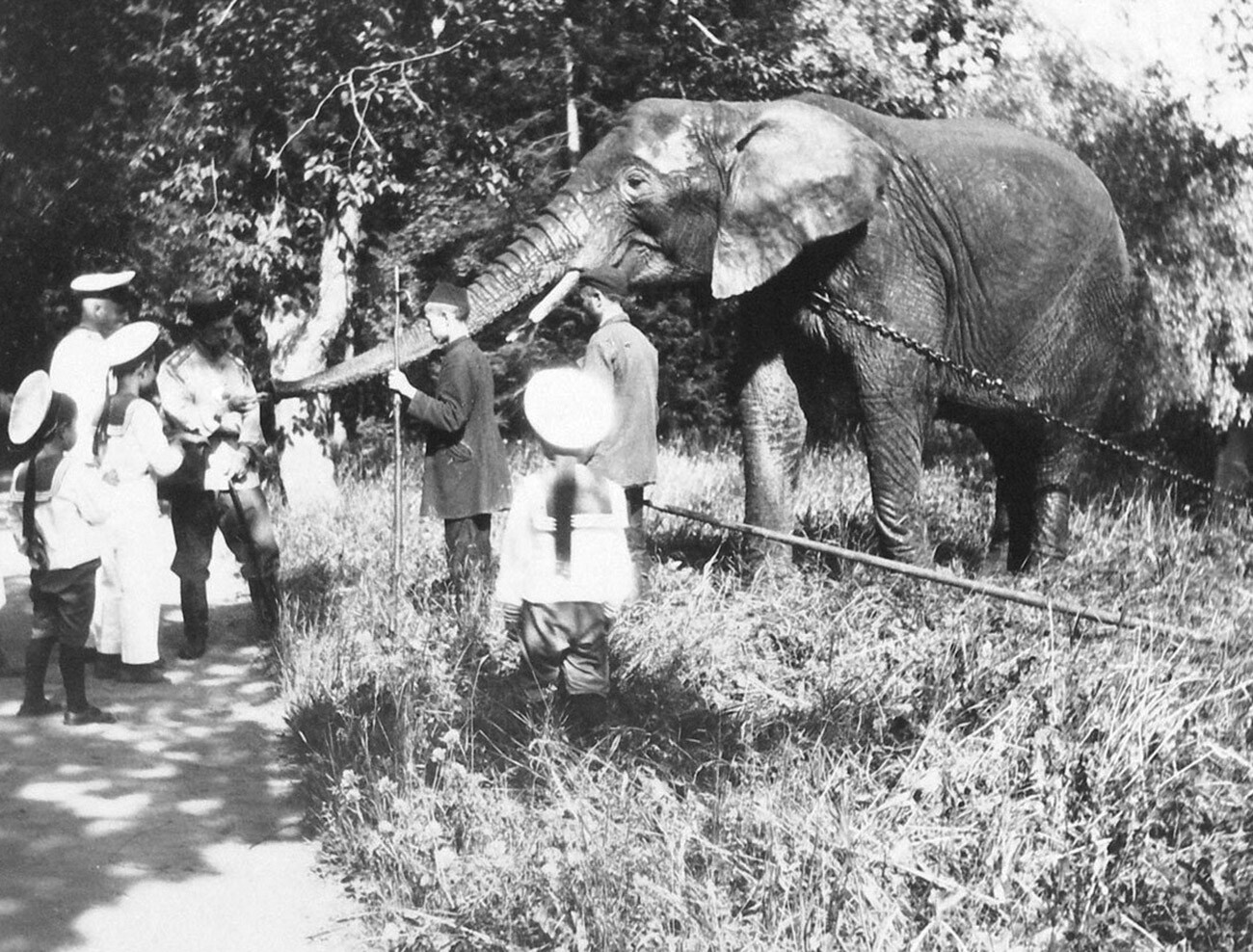 Nicholas II feeds the elephant in Tsarskoye Selo