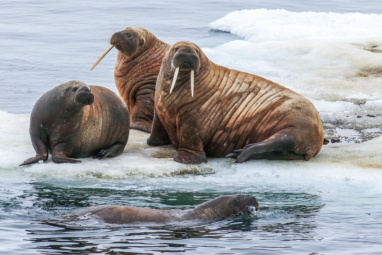 Hello from the Franz Josef Land. August, 19, 2019.