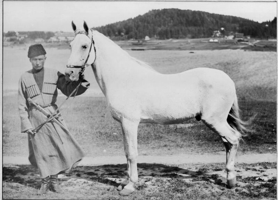 Lo stallone Osman, catturato dopo il vittorioso assedio di Plevna, durante la Guerra russo-turca 1878-1885

