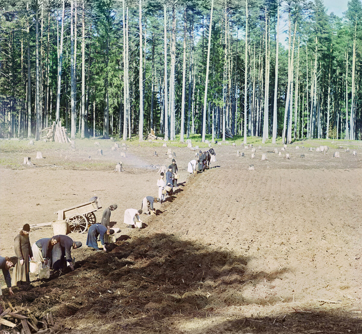 Monks at work. Planting potatoes. 1910. 