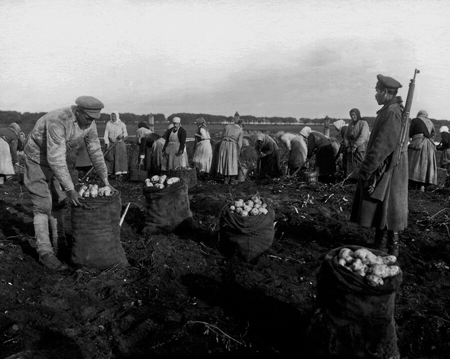 Kmetje zbirajo krompir pod nadzorom oborožene straže, 1918 