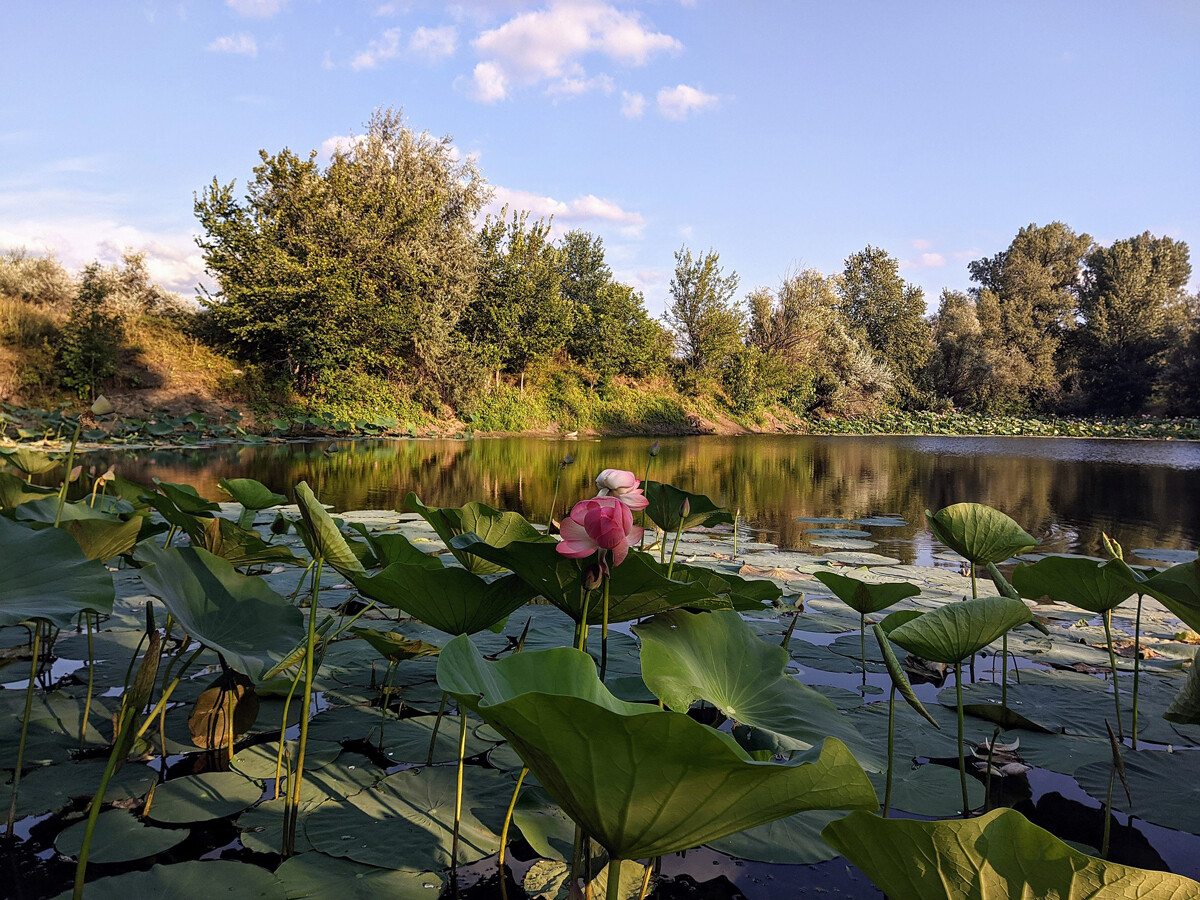 Lotosovo jezero na Sredneahtubinskem območju, Volgogradska regija 
