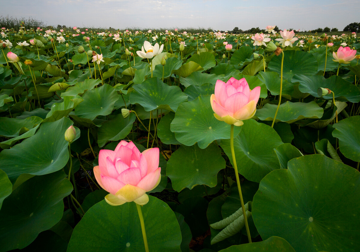 Cvetenje lotosa na jezeru v Krasnodarski regiji