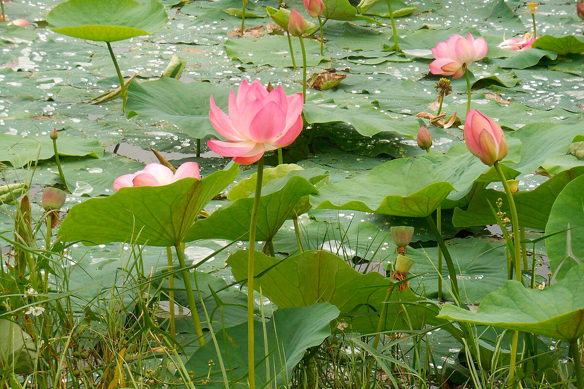Lotusi na  jezeru Krivoje v bližini naravnega Hinganskega rezervata 
