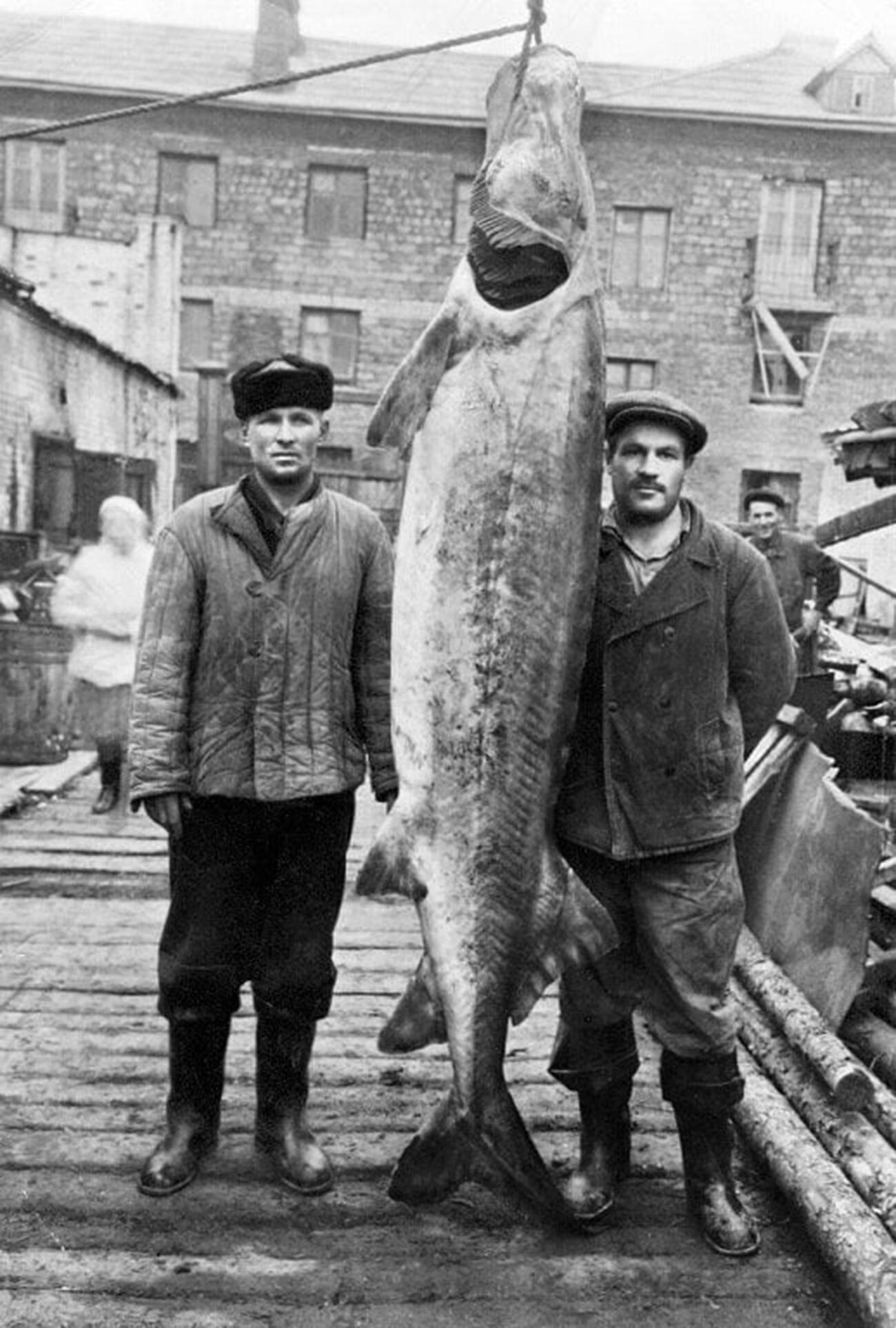 Белуга самая большая фото 1924 пойманная