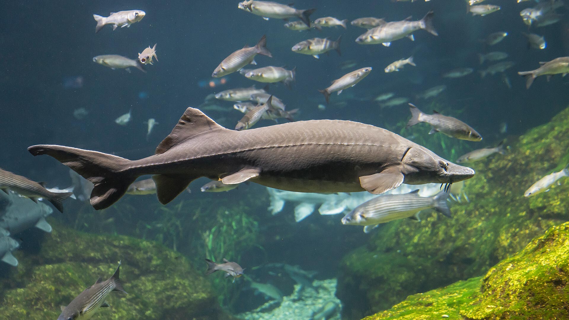 5 curiosidades sobre o esturjão-beluga, o maior peixe da Rússia ...