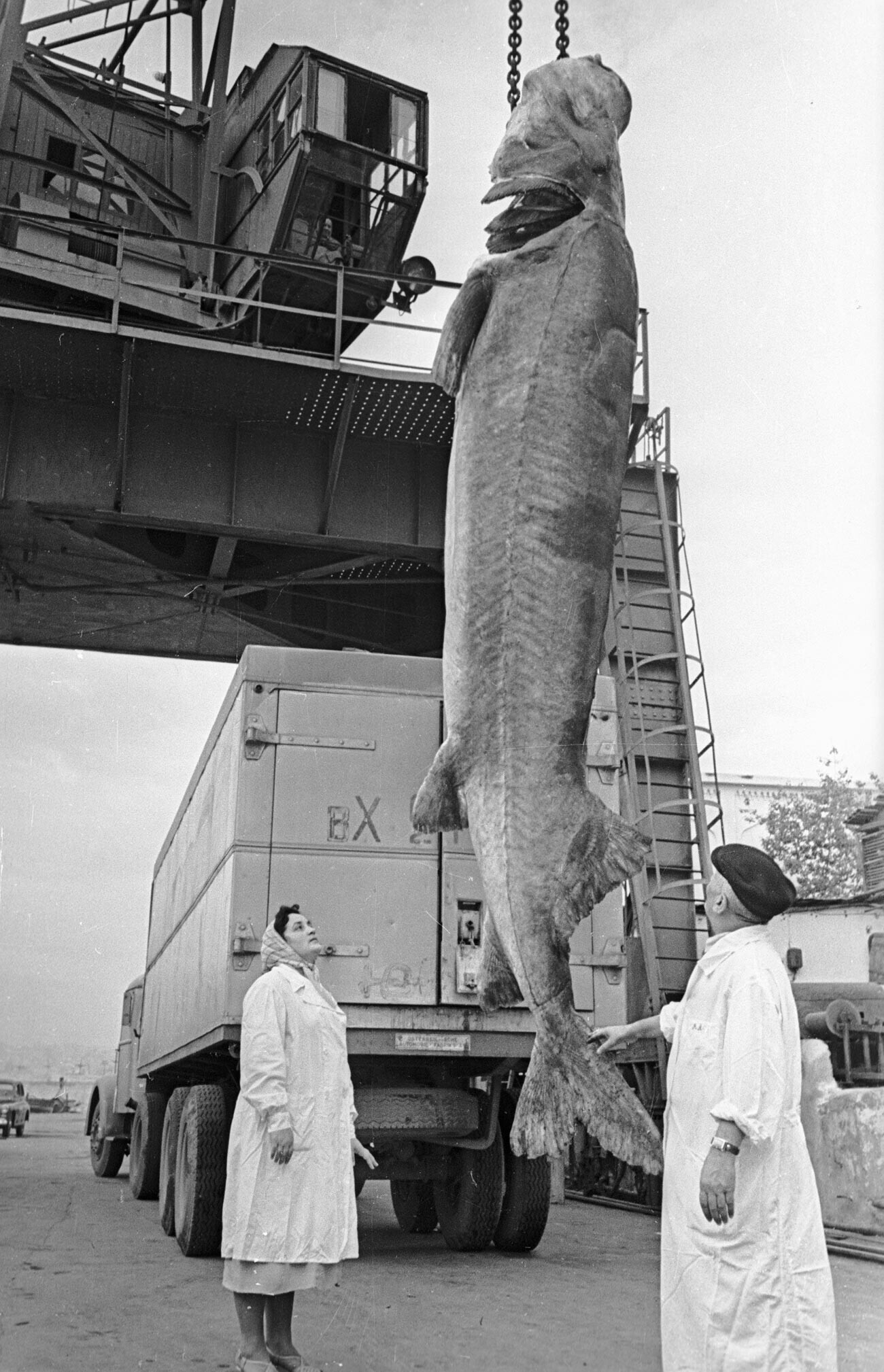 800-kilogramska beluga
