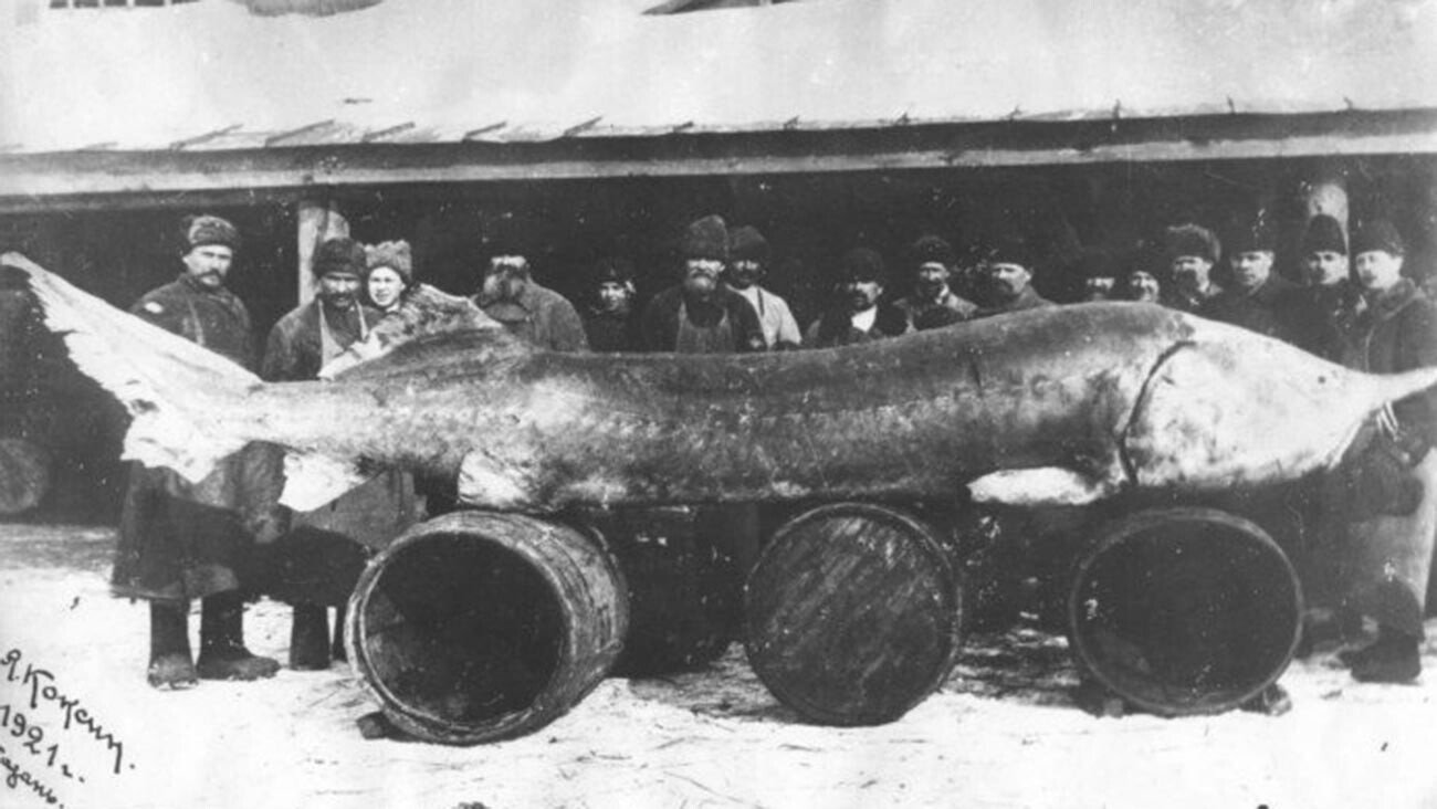 1921年に捕獲されたオオチョウザメ