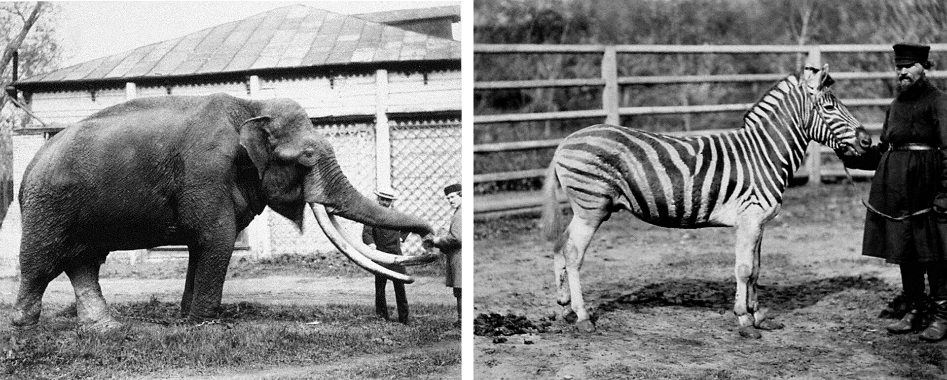 Un elefante asiático fue donado por el zar Alejandro II, y una cebra fue recibida de un gobernante egipcio