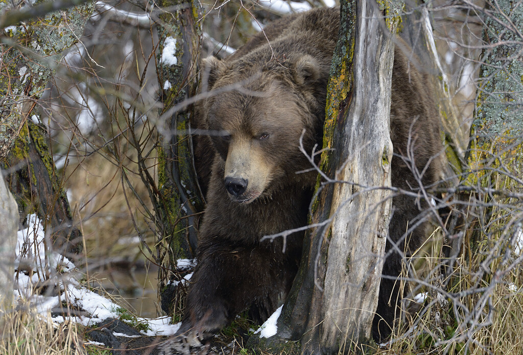  Горски взор 