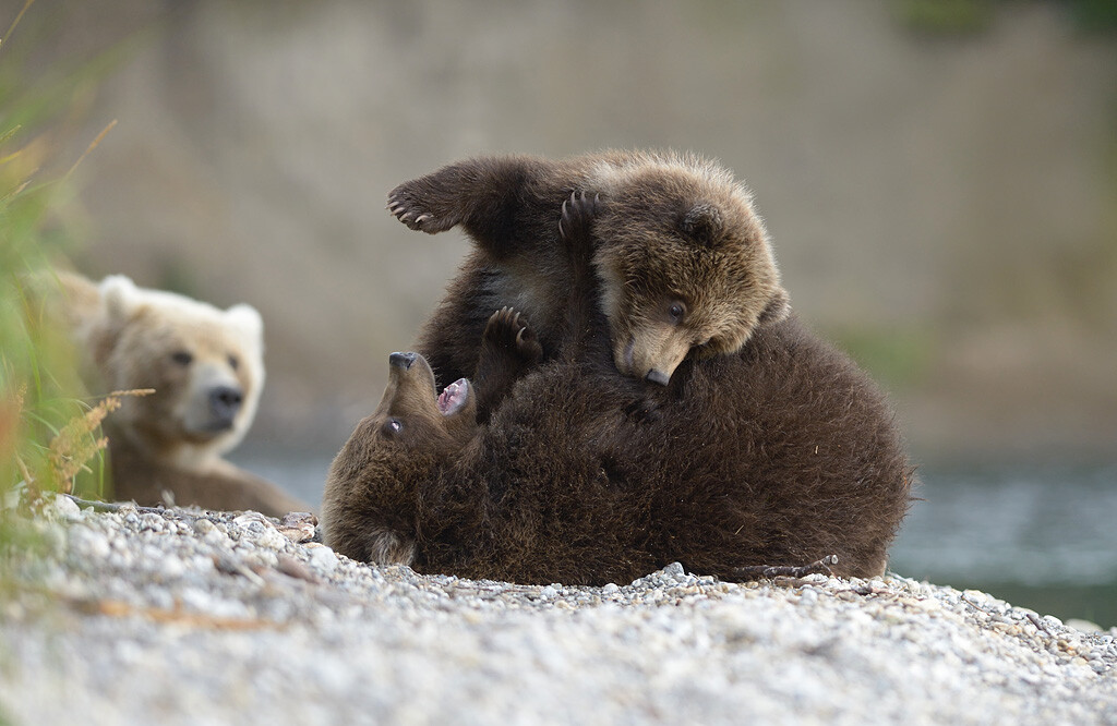  Мечото детство 