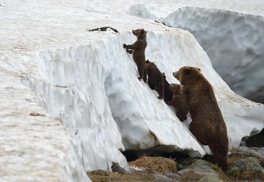  Наблюдател 
