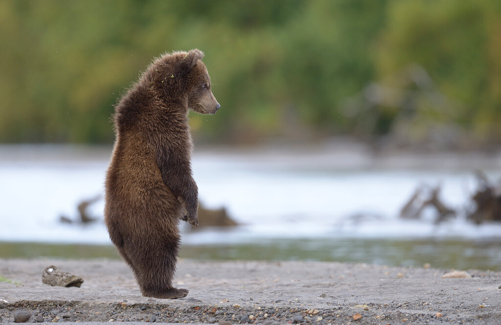 Medvjedić na Kurilskom jezeru. 