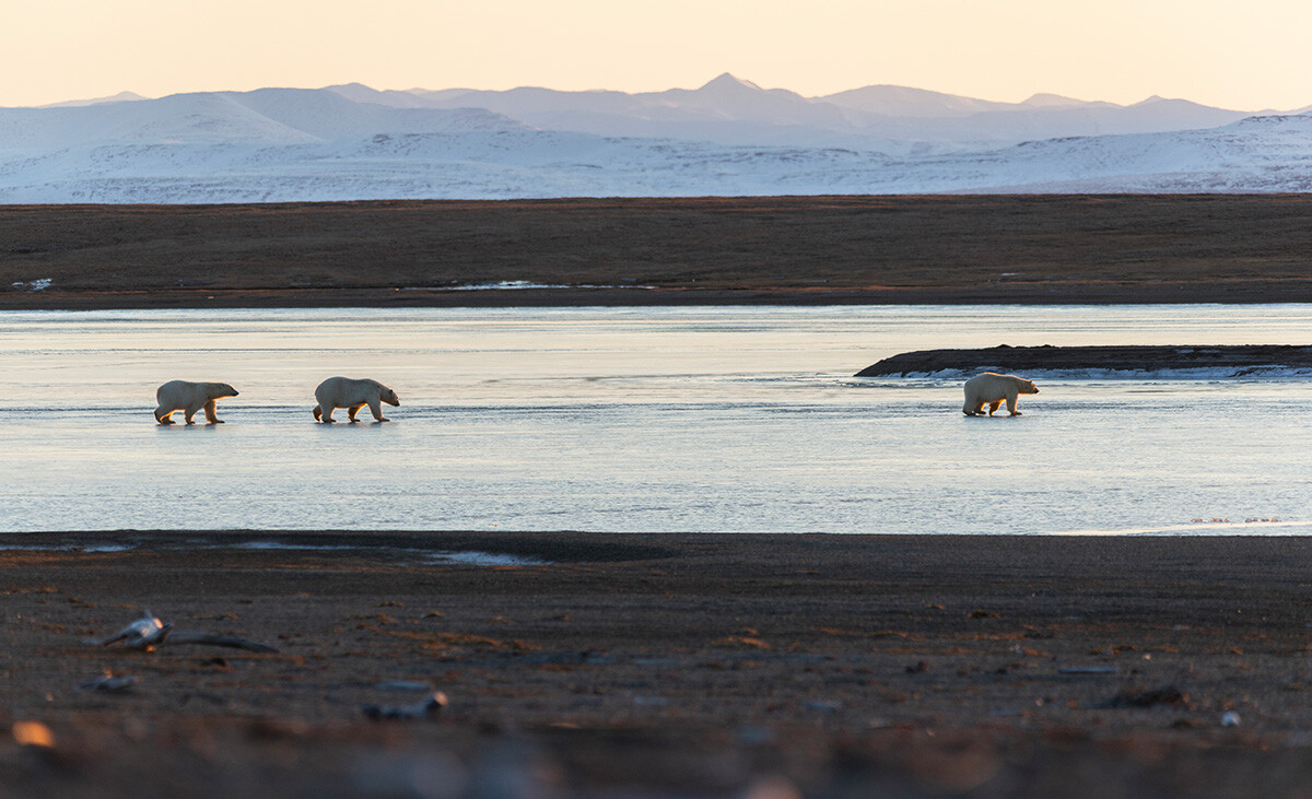 Bears of Chukotka. This is the Far North of the Far East! 