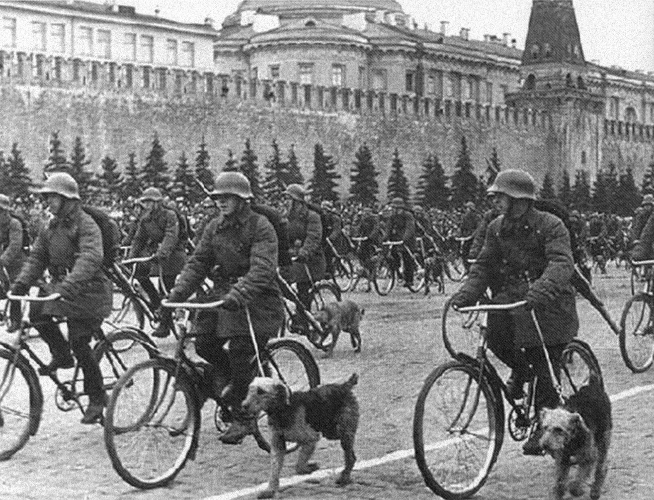 Skupina kolesarjev Rdeče armade s psi, ki iščejo mine, na vojaški paradi v Moskvi 1. maja 1938