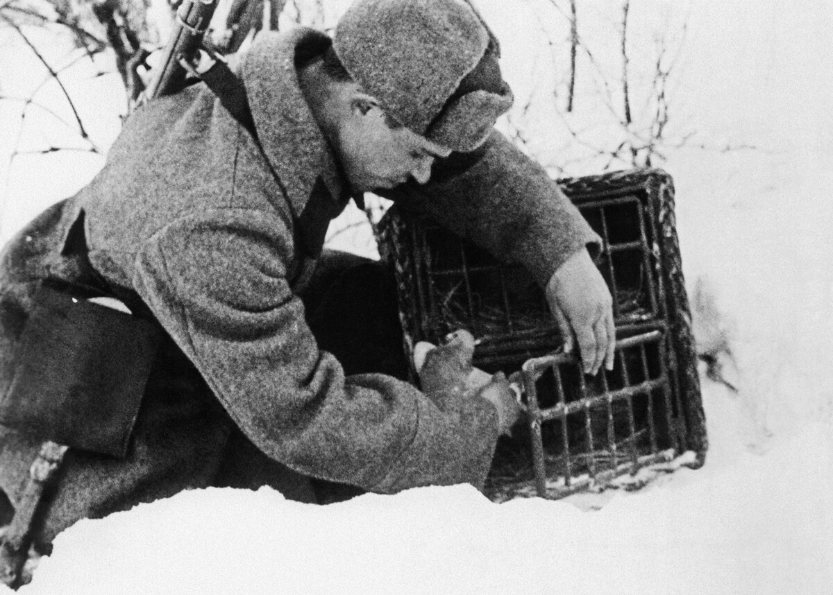 1942. Vojak A. Gončarov pošilja goloba s poročilom