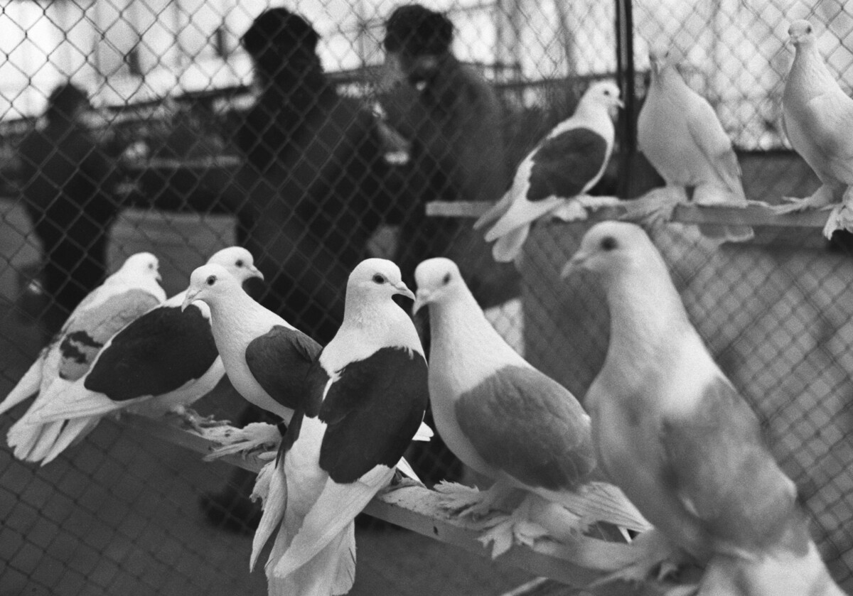 1975 USSR. Moskva. Čistokrvni golobi, razstavljeni v parku za prosti čas in rekreacijo 