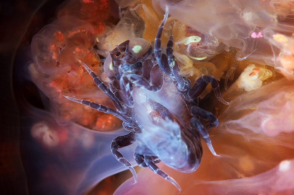 Hyperia galba são crustáceos capazes de comer uma água-viva por dentro