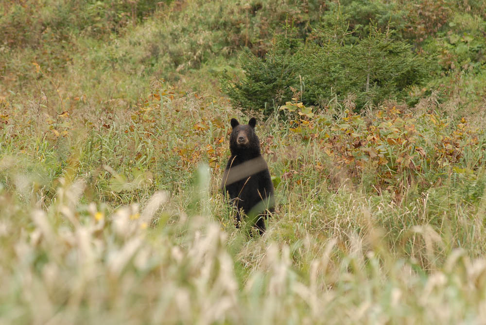 Dans la vaste étendue de terres qu'il possède, Andreï n'a qu'un seul voisin – un ours. Ce dernier revendique également la propriété de la terre, en refusant d'y laisser entrer d'autres ours.