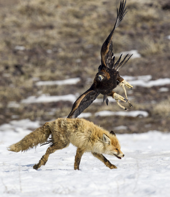 獲物が狐や兎の場合、それを捕まえられる唯一の鷲は、狗鷲である。この鳥の強力な骨格、巨大な爪、強いくちばしと、広げると幅が2メートル以上になる翼 は、狼を含む多くの大きな鳥や動物にとって真の脅威だ。