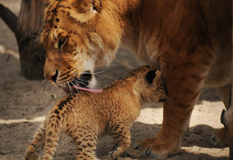 ノヴォシビルスク動物園は現在、あるユニークな動物の飼育場所になっている。それは「リリガー」とよばれる、ライガーとライオンの交雑種だ。最初のリリガーは、この動物園で2012年に生まれた。一番最初のリリガーは、映画”ライオン・キング2”の主役にちなんで、キアラと名付け られた。