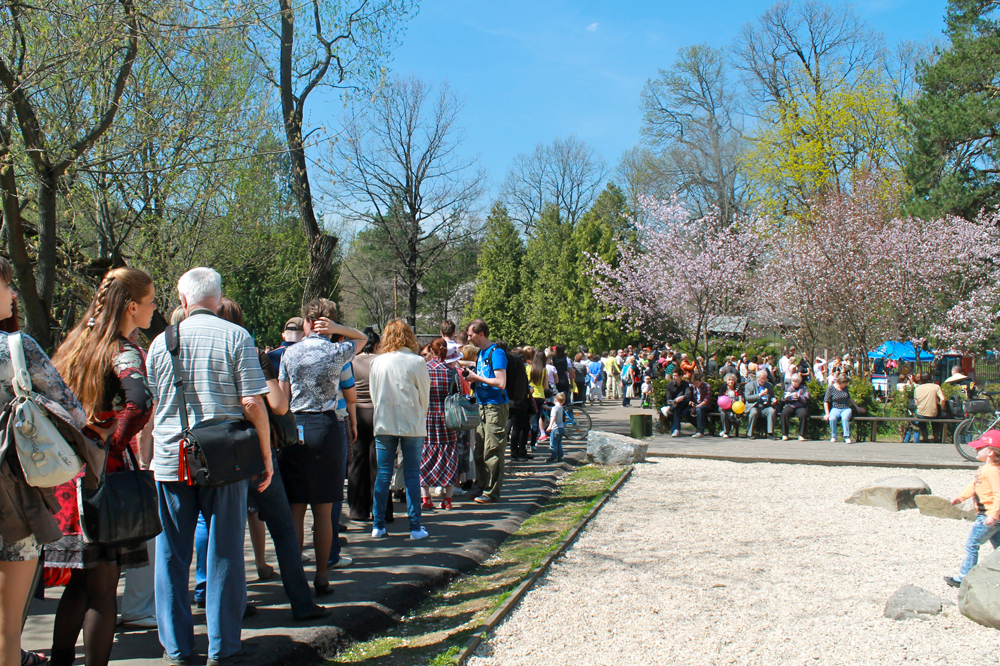 今年は5月8日に桜が咲いた。ピークの9～10日、ロシア科学アカデミー中央植物園日本庭園では、花見客の行列ができた。庭園に入るのに30～40分かかった。