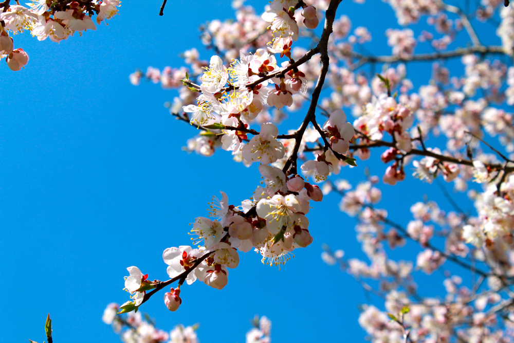 日本庭園では、桜、ツツジ、カエデ、ハルニレなど、100種類以上が育てられている。