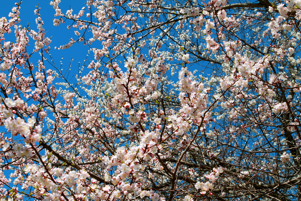 桜の木が成長し、花が満開に咲くまでには、植樹されてから5年ほどかかる