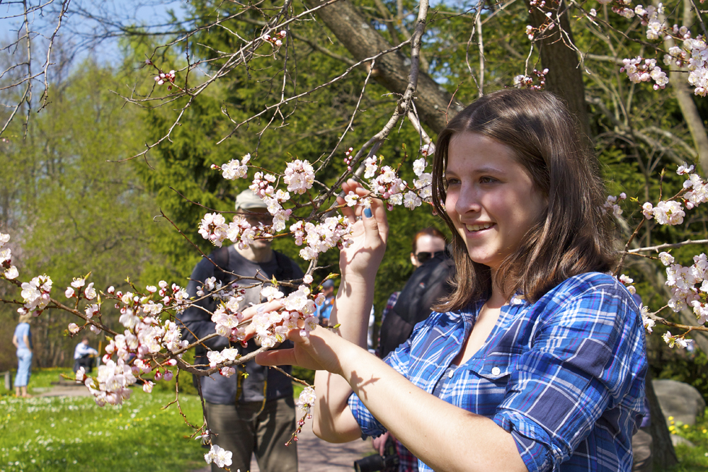 植物園の従業員が若い桜の木を丁寧に管理する。薬草園では、さまざまな春の花が順番に咲いていく4月末から6月末までの期間、花フェスティバルが行われる。