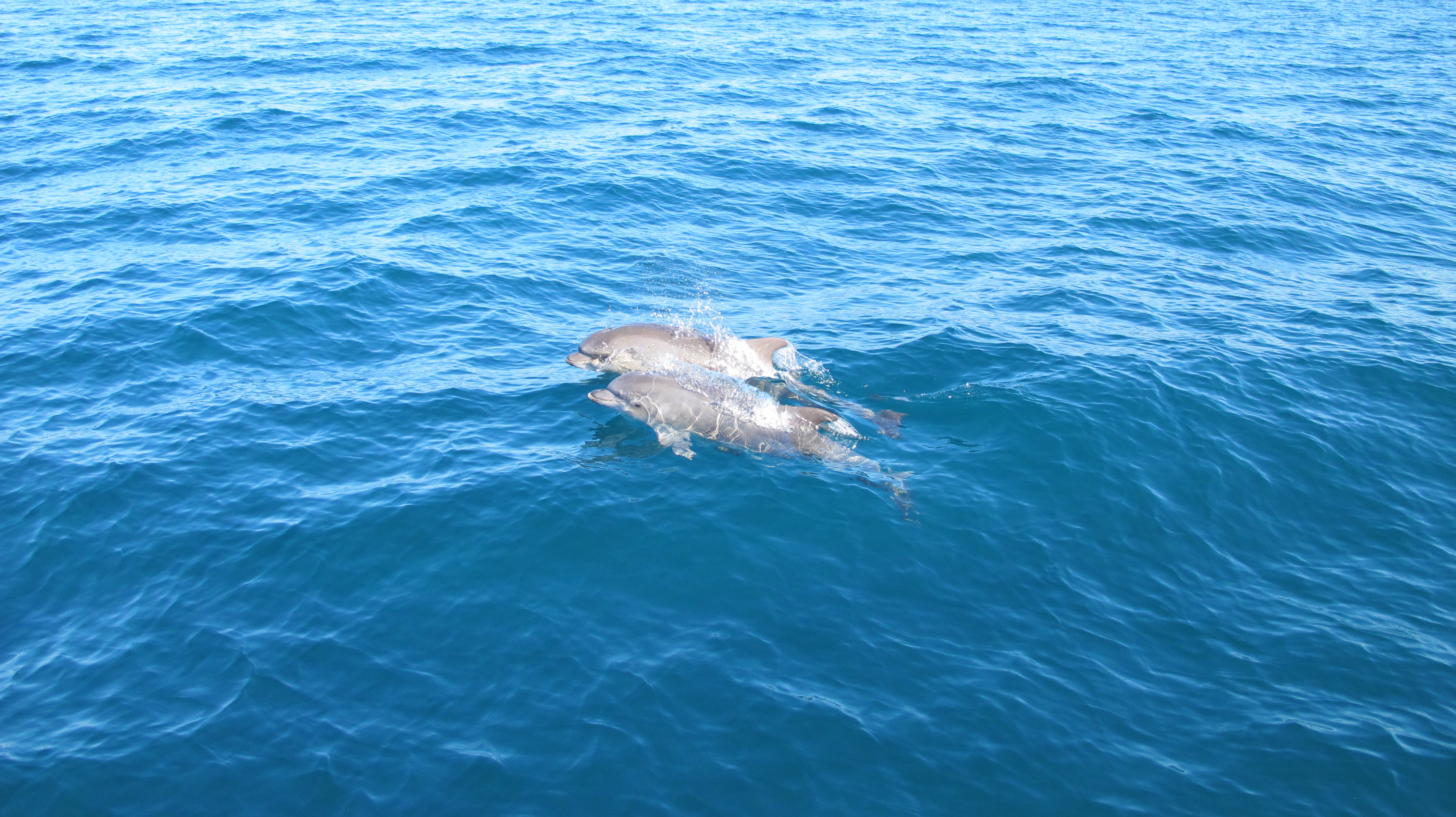 Los yates han ido acompañados en todos los trayectos por grupos de delfines.