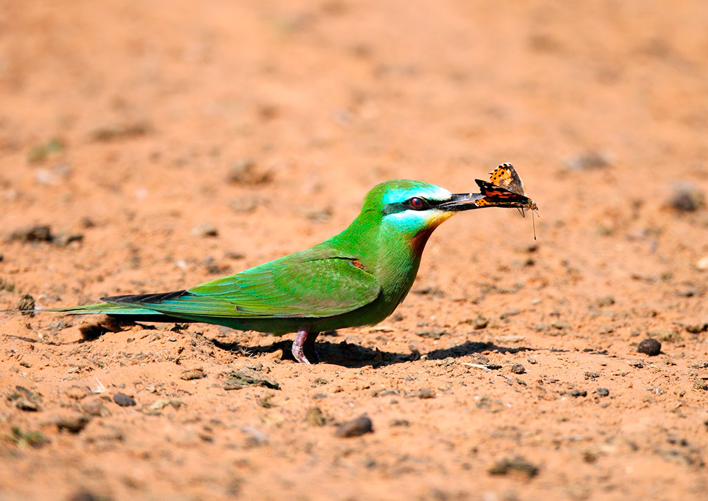 Outro pássaro de cor nada comum é o abelharuco. O abelharuco-oliváceo (M. superciliosus persicus) migra para a África tropical e para o sul da África, onde outras 15 subespécies locais desses pássaros podem ser encontradas.