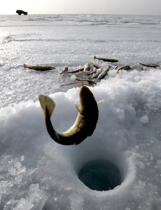魚を釣るのに最適な場所は大きな湖、貯水庫や池である。釣りに最も適しているのは氷が形成された5～7日後で、動きのないどろどろの氷水が漂う浅瀬の辺りだ。