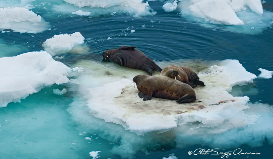 13/15. Моржеви су понекад тежи чак и од поларних медведа. Маса ових морских сисара достиже и до 1500 kg. Њихова особеност су огромне кљове које користе у борби, али и да изађу из воде качећи се њима за санте леда.