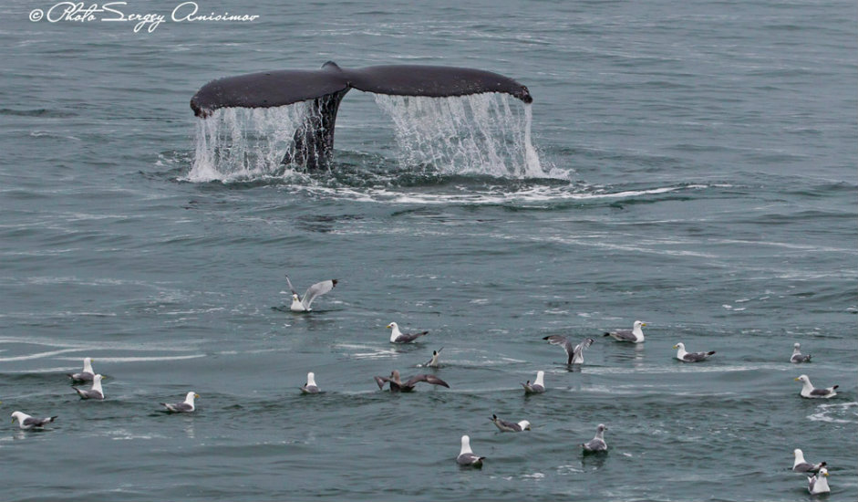 14/15. Ако имате среће, у овим водама можете видети и китове: усане, нарвале, китове убице и белуге. Китови су најкрупнији, најдужи (до 33 метра), најмасивнији (до 150 тона), најгласнији и најиздржљивији сисари.