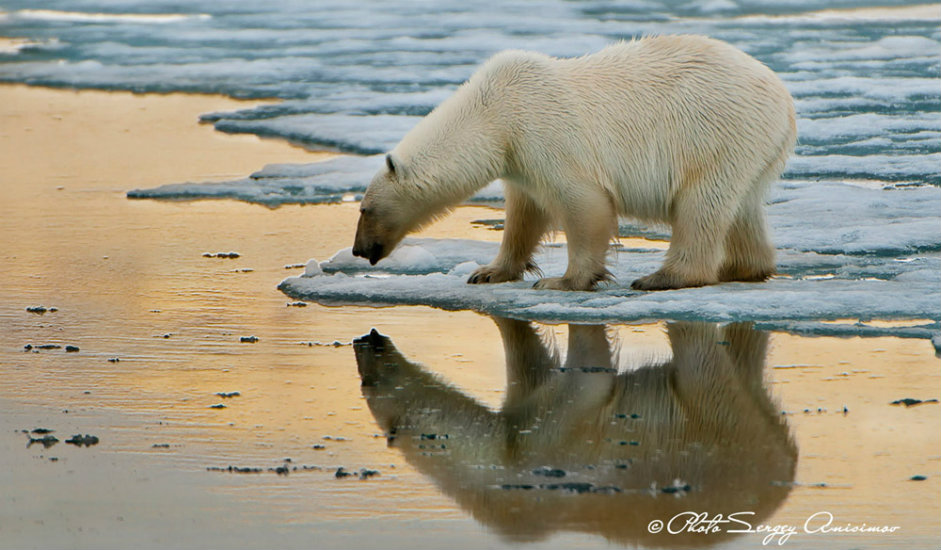 3/15. Због свих ових разлога, екосистем данашњег Арктика је најосетљивији на свету. Очување животне средине важно је за све нас, јер је у директној вези са климом планете.