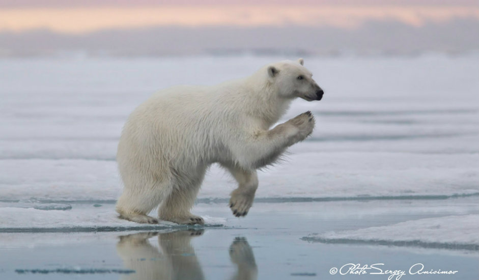 7/15. Климатске промене прете да угрозе опстанак бројних животињских врста. Најугроженији су поларни медведи, сисари месождери који могу да нарасту до 3 метра дужине и да достигну масу од једне тоне.