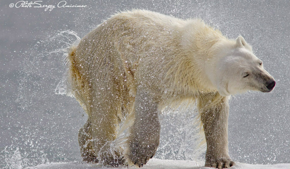 8/15. Мало људи зна да је кожа испод белог крзна поларног медведа заправо црна. Крзно овог медведа нема пигмента, пропушта само ултраљубичасте зраке тако да се понаша као изолациони слој.