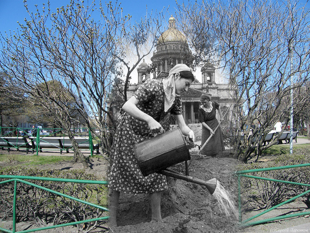 Des femmes cultivent un jardin devant la cathédrale Saint-Isaac. Beaucoup de parcs ont été retournés et transformés en jardins potagers, afin d'approvisionner la ville en nourriture.