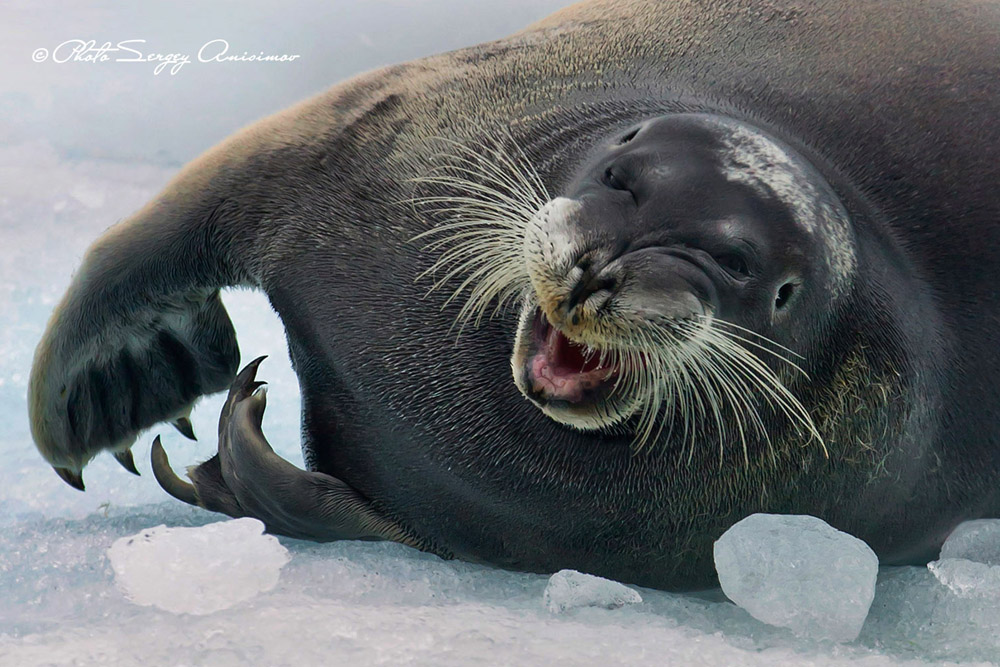 Les eaux de l'Arctique sont peuplées de phoques. Ces mammifères sont capables de pleurer, mais contrairement à l'Homme, ils n'ont pas de glandes lacrymales. Ils peuvent en outre résister à des températures avoisinant les -80°C.