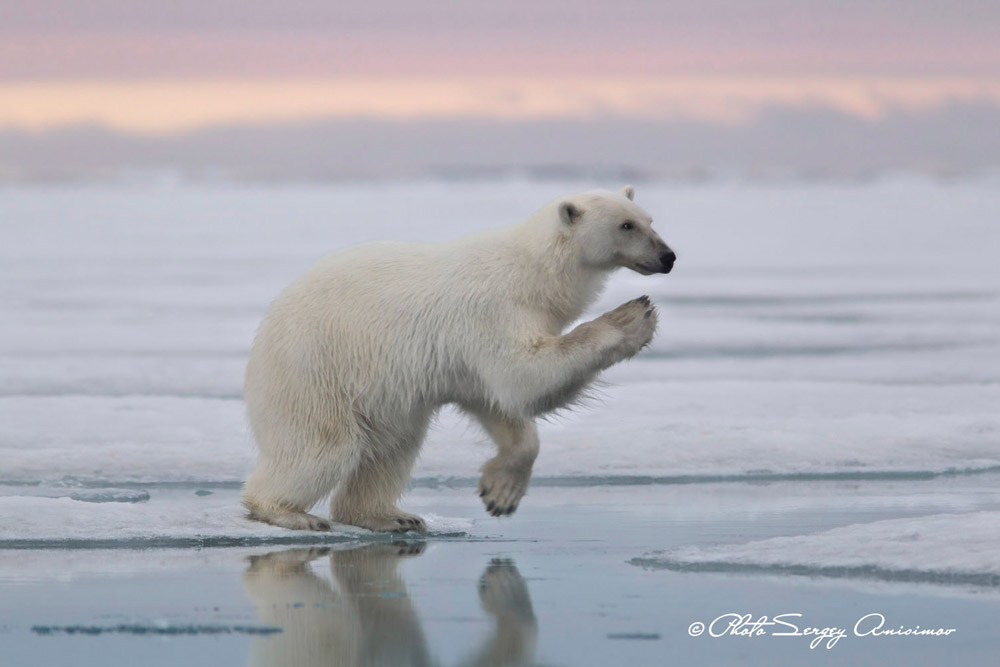 Avec le changement climatique, de nombreuses espèces animales de l'Arctique sont menacées d'extinction. Les plus exposés sont les ours polaires : des mammifères carnivores qui peuvent atteindre 3 m de long et peser jusqu'à 1 tonne.