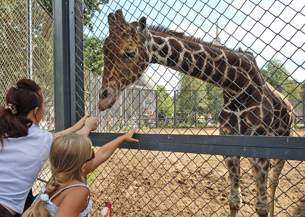 Жирафът Самсон, мъжки мрежест жираф, е един от символите на Московската зоологическа градина.