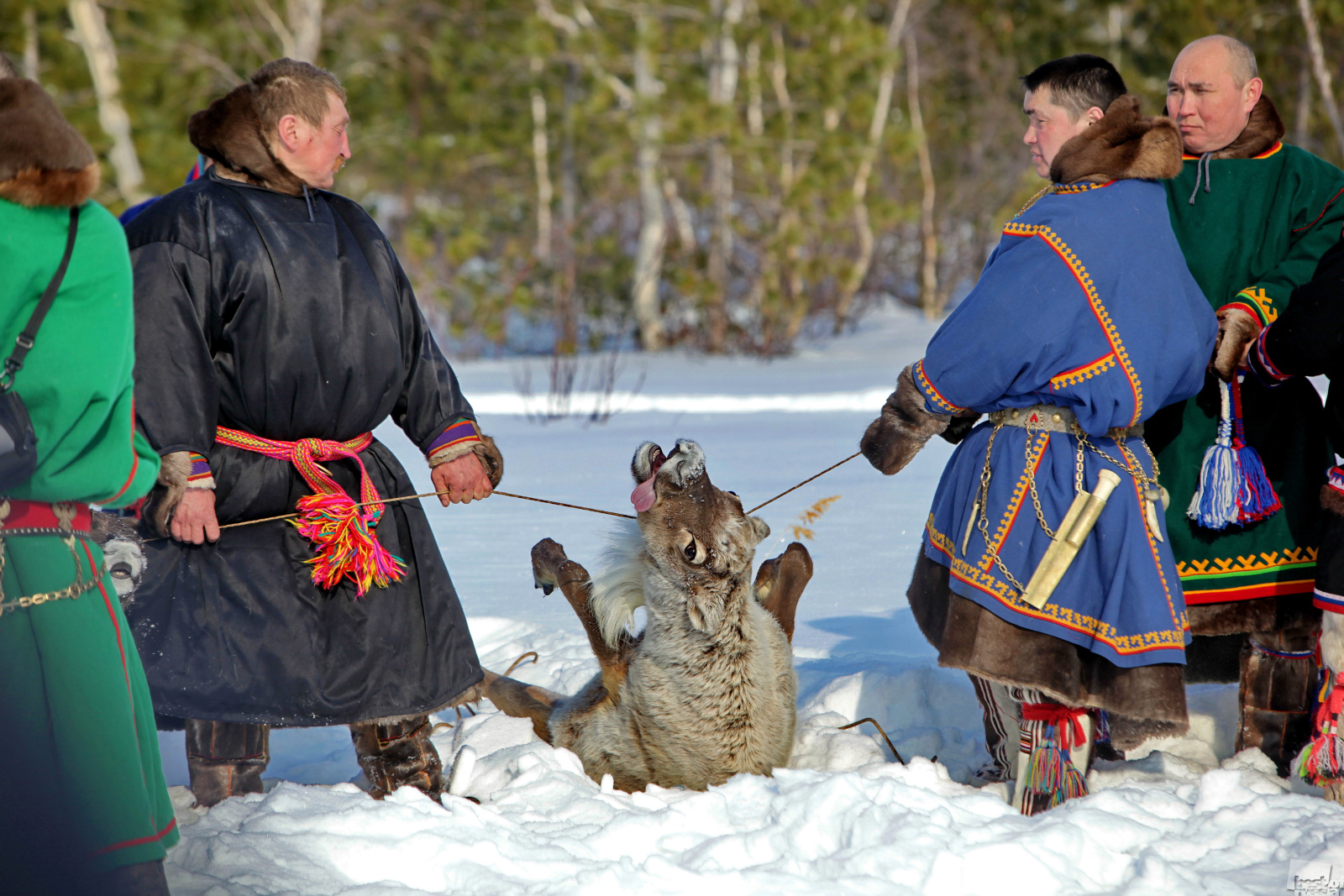 神聖なヌムト湖で鹿を生け贄にするマンシ人。ヌムト、ハンティ・マンシィスク。