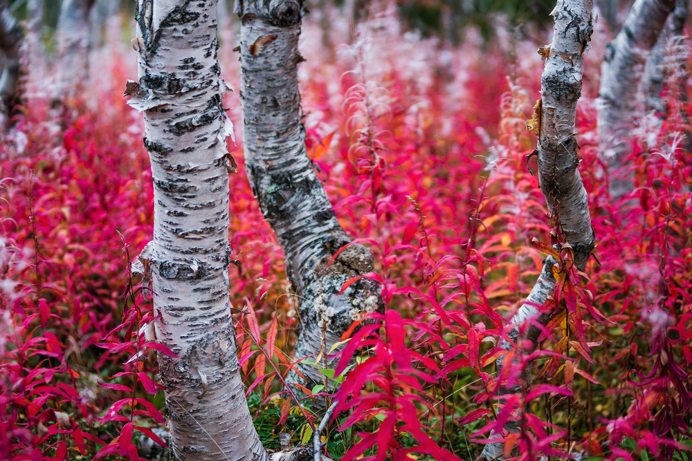 Флората в Хибините е тяхното най-голямо съкровище. В проучената територия тук е открит голям брой видове, включени в т. нар. Червени книги на застрашените видове. Над половината от всички редки видове, познати в тази област, растат тук.