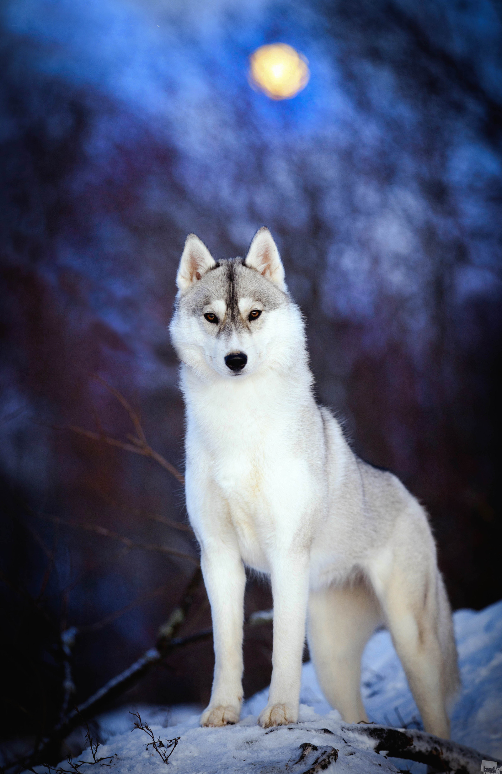 満月の間に撮影された飼い慣らされた犬、ノヴゴロド州バルダイ